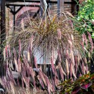 Rozplenica 'Ruby Fountain' (Pennisetum advena) - pennisetum_ruby_fountain_75168_4_a.jpg