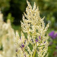 Rdest biały (Persicaria polymorpha) - persicaria_71440_10a.jpg