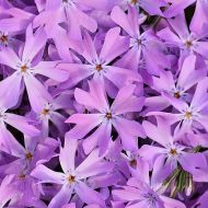 Floks 'Bedazzled Pink' (Phlox hybrida) - phlox-bedazzled-pink_1_a.jpg