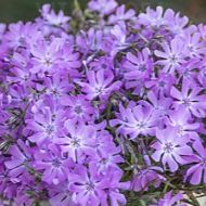 Floks 'Bedazzled Lavender' (Phlox hybrida) - phlox-bedazzled-pink_7_a.jpg