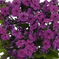 Phlox paniculata 'Flame Pro Purple' (Floks wiechowaty) - phlox-flame-purple_76314_4.jpg