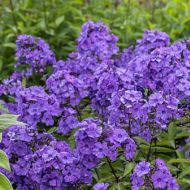 Floks 'Blue Paradise' (Phlox paniculata) - phlox_blue_paradise__76214_5_a.jpg