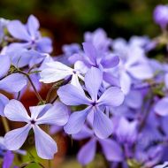 Floks kanadyjski 'Clouds of Perfume' (Phlox divaricata) - phlox_clouds_of_perfume_76378_4_a.jpg