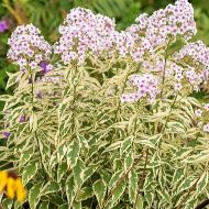 Floks 'Nora Leigh' (Phlox paniculata) - phlox_nora_leigh_76356_1_a.jpg
