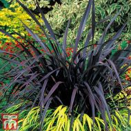 Phormium tenax 'Black Velvet' (Len nowozelandzki, Tęgosz mocny) - phormium_black_velvet.jpg