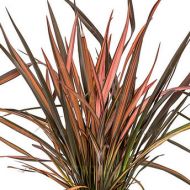 Phormium tenax 'Flamingo' 2l (Len nowozelandzki, Tęgosz mocny) - phormium_flamingo_73290_1.jpg