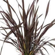 Phormium tenax 'Platts Black' 2l (Len nowozelandzki, Tęgosz mocny) - phormium_plats_black_73294_1.jpg