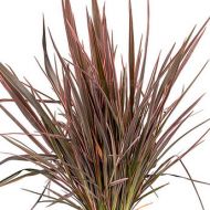 Phormium tenax 'Sundowner' 2l Len nowozelandzki, Tęgosz mocny) - phormium_sundowner_73382_1.jpg