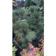 Pinus cembra ’Limba’ (sosna limba) - pinus_cembra__limba__(sosna_limba)_(2).jpg
