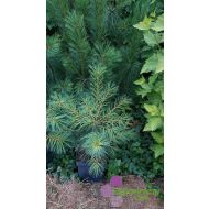 Pinus wallichiana/Pinus graffithii (sosna himalajska) - pinus_griffithi_(wallichiana).jpg
