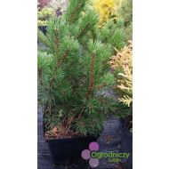 Pinus mungo ’Pumilio’ (sosna górska /kosodrzewina) - pinus_mungo_pumilo_doniczka.jpg