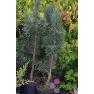 Pinus sylvestris ’Fastigiata’ (sosna pospolita) - pinus_silvestris__fastigata__doniczka.jpg