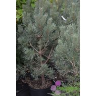 Pinus sylvestris ’Watereri’ (sosna pospolita) - pinus_silvestris__vatereri__doniczka.jpg