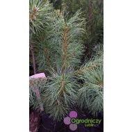 Pinus strobus (sosna wejmutka) - pinus_strobus.jpg