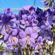 Polemonium yezoense 'Bressingham Purple' (Wielosił) - polemonium_bressingh_70781_3_a.jpg