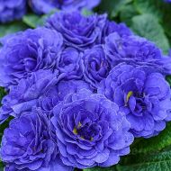 Pierwiosnek 'Prima Belarina Blue Champion' (Primula vulgaris) - primula_blue_champion_belarina_79179_3_a.jpg