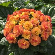 Pierwiosnek 'Belarina Nectarine' (Primula vulgaris) - primula_nectarine_belarina_79169_4.jpg