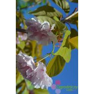 Prunus serrulata 'Kiku-shidare' (wiśnia piłkowana) - prunus_serrulata__kiku-shidare_.jpg