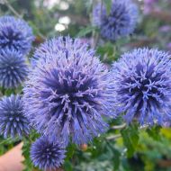 Przegrzan niebieskie kule (Echinops) - przegrzan_20250809_172505_(002).jpg