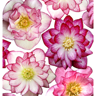 Helleborus Quintessa Pink 1l (Ciemiernik) - quintessa_pink_(002).png