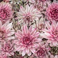 Rojnik 'Capricorn' (Sempervivum) - rojnik_capricorn_sempervivum_76125_9_a.jpg