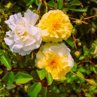Róża 'Scentifall Lemon' (Rosa) - rosa-scentifall-lemon-2_a.jpg