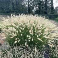 Rozplenica 'Neon Lights' (Pennisetum alopecuroides) - rozplenica_neon_lights_pennisetum_75172_2a.jpg