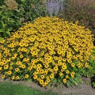 Rudbekia 'American Gold Rush' - rudbeckia-american-goldrush-6-768x768_a.jpg