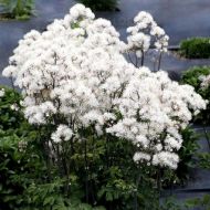 Rutewka orlikolistna 'Nimbus White' (Thalictrum aquilegiifolium) - rutewka_nimbus_white.jpg