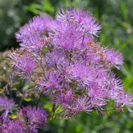 Rutewka orlikolistna 'Perfume Star' (Thalictrum actaeifolium) - rutewka_perfume_star_2.jpg