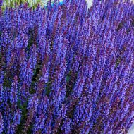 Szałwia omszona 'Sensation Deep Blue' (Salvia nemerosa) - salvia-deep-blue-field_8.jpg