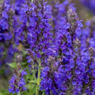 Szałwia omszona 'Marcus' (Salvia nemerosa) - salvia-marcus_7a.jpg