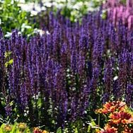 Salvia nemorosa 'Midnight Purple' (Szałwia omszona) - salvia_nemorosa_midnight_purple_77336_1a.jpg