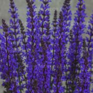 Salvia nemorosa 'Salute Deep Blue' (Szałwia omszona) - salvia_salute_deep_blue.jpg