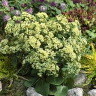 Rozchodnik 'Sunkissed’ (Sedum telephium) - sedum-hybride-sunkissed-350x350.jpg