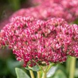 Rozchodnik 'H'erbstfreude' (Sedum hybrida) - sedum_herbstfreude_70421_1_a.jpg