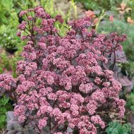 Rozchodnik 'Jose Aubergine' (Sedum hybridum) - sedum_jose_aubergine_70443_1_a.jpg