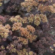 Rozchodnik 'Yellow Xenox' (Sedum telephium) - sedumyellow-xenox_telephium.jpg