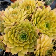 Rojnik Leo (Sempervivum) - sempervivum-leo_alchemist_5_a.jpg
