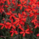 Firletka 'Burning Heart'  (Silene virginica) kukułka czerwona, lepnica - silene-burning-heart_5.jpg