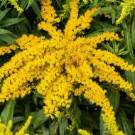 Nawłoć ogrodowa 'Golden Dwarf' (Solidago hybrida) - solidago_73984_6_a.jpg