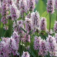 Czyściec 'Summer Crush' (Stachys) - stachys-x-summer-crush-768x768_aa.jpg