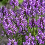 Czyściec 'Ukkie' (Stachys) - stachys_ukkie_74503_5_a.jpg