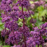 Szałwia 'Purple Rain' (Salvia verticilata) - szalwia_purple_rain_78211_1_a.jpg