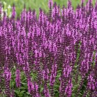 Szałwia 'Sensation Deep Rose' omszona (Salvia nemerosa) - szalwia_sensetion_deep_rose-nemorosa_77324_6.jpg