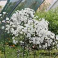 Rutewka orlikolistna 'White Cloud' (Thalictrum aquilegiifolium) - thalictrum-white-cloud-768x768_a.jpg