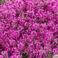 Thymus Pink Chintz (Tymianek, Macierzanka) - thymus-pink_chintz_tymianek_71452_1_a.jpg