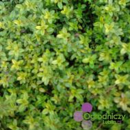 Thymus vulgaris (Tymianek, Macierzanka) - thymus_vulgaris__aurea_1.jpg