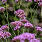 Werbena patagońska (Verbena bonariensis) - verbena-bonariensis_3.jpg