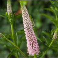 Veronica spicata 'First Choice' (Przetacznik kłosowy)  - veronica-first-choice_75046_1_1.jpg